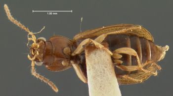 Media type: image;   Entomology 5945 Aspect: habitus ventral view